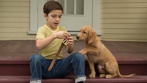 A Dog’s Purpose