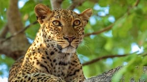 Africa’s Hunters