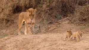Africa’s Hunters