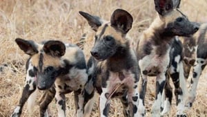 Africa’s Hunters