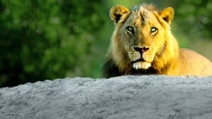 Africa’s Hunters