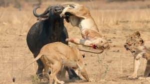 Africa’s Hunters