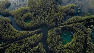 Caddo Lake