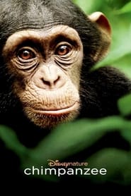 Chimpanzee Chimpanzee