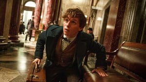 Fantastic Beasts and Where To Find Them