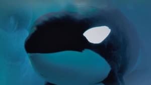 Keiko the Untold Story of the Star of Free Willy