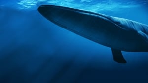 Kingdom of the Blue Whale