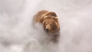 Land of the Bears