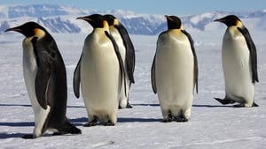 March of the Penguins