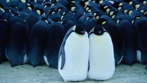 March of the Penguins