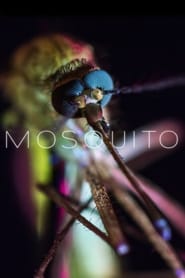 Mosquito Mosquito