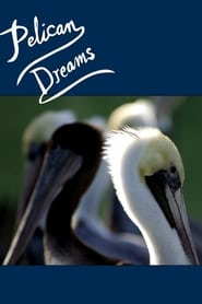 Pelican Dreams Pelican Dreams