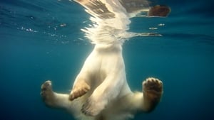 Polar Bears: Ice Bear