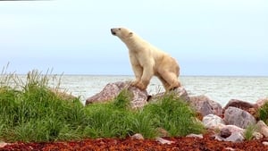 Polar Bears: Ice Bear