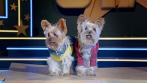 Pup Star: Better 2Gether