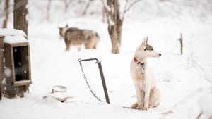 Sled Dogs