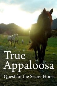True Appaloosa True Appaloosa