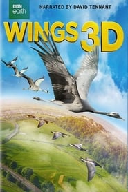 Wings Wings